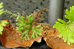 Selaginella kraussiana   